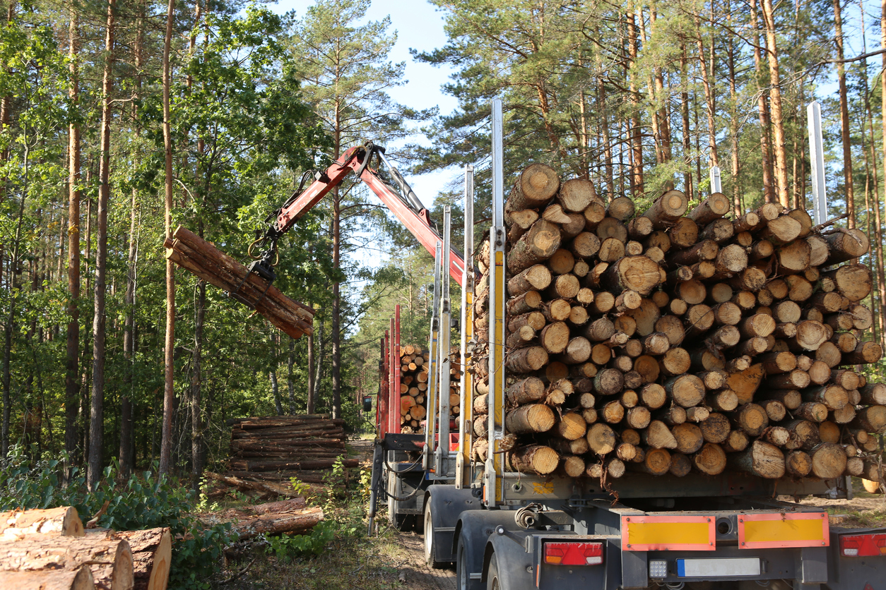 Transport of forest logging industry, forestry industry.